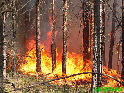 ГосЧС назвала предварительные причины возгорания в лесах возле ЧАЭС