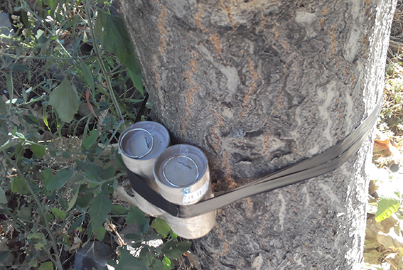 В Одессе на дереве обнаружили самодельное взрывное устройство