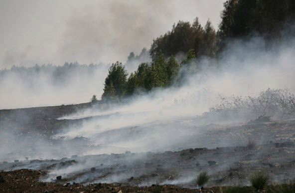 В Киевской области горят торфяники