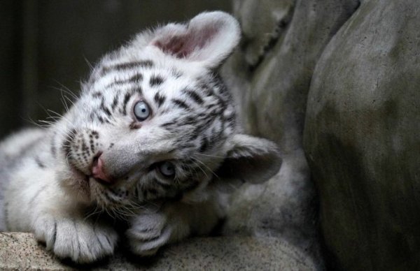 В ялтинском зоопарке тигренок умер от холода