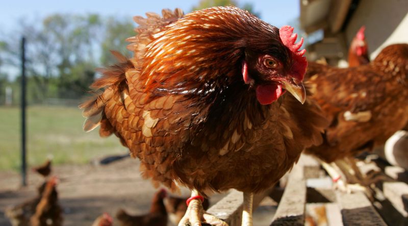 Молдавия запретила ввоз курятины из Украины