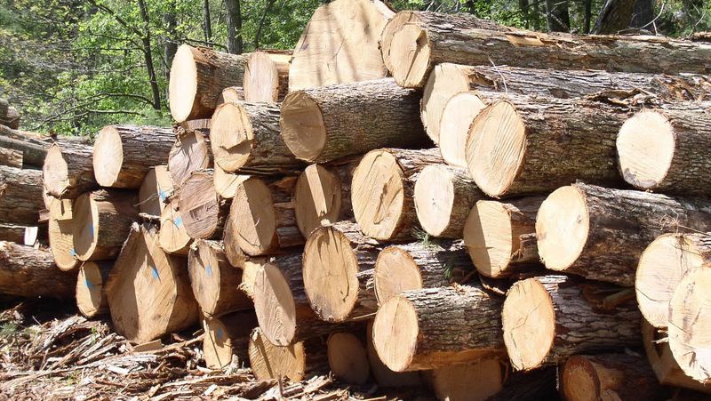 Бальцерович: Украина обязана экспортировать лес-кругляк, если это – условие МВФ