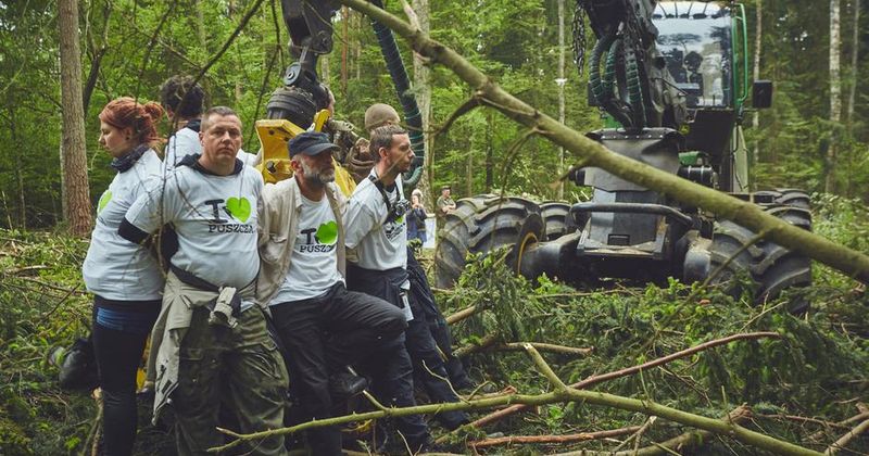 ЕС обязал Польшу приостановить вырубку леса в Беловежской пуще