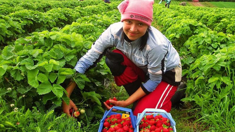 В Чехии предлагают ускорить набор сельхозработников из Украины