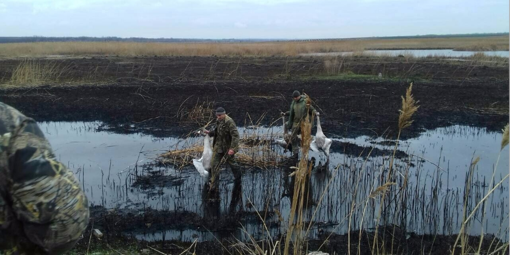 Под Днепром расстреляли лебедей