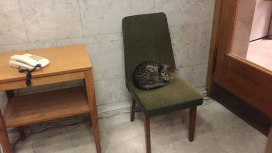 В МИД рассказали о жизни кота Амбассадора