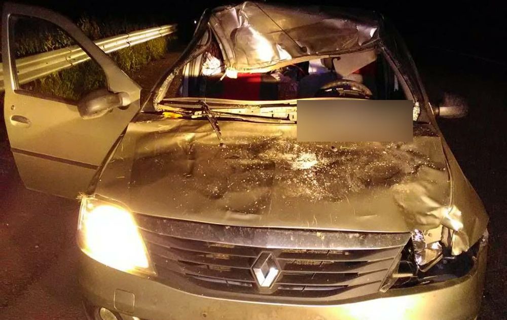 В Полтавской области женщина погибла в результате столкновения авто с лосем