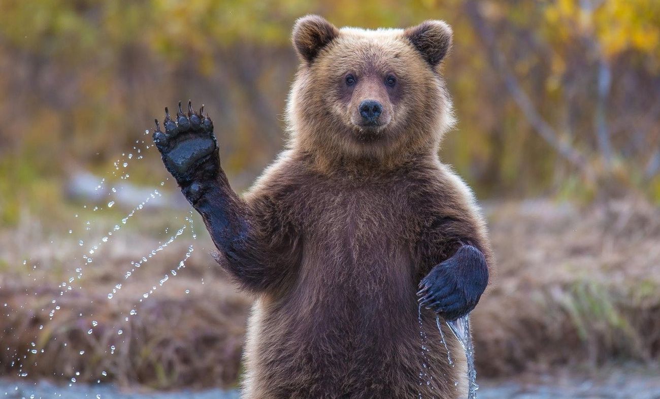 Омелян: в Москву будут ходить только медведи
