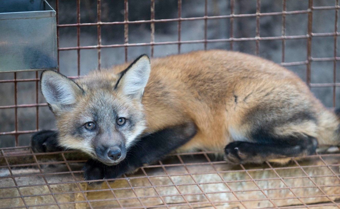 В Сербии запретили убийство животных ради производства меха
