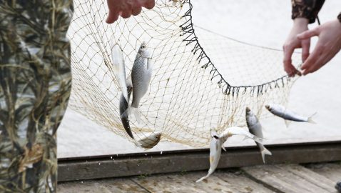 Украина и Россия договорились о вылове рыбы в Азовском море