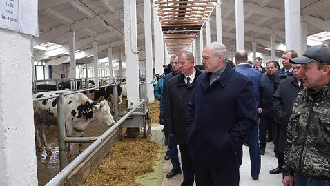 Лукашенко раскритиковал «коровий Освенцим» под Могилевом