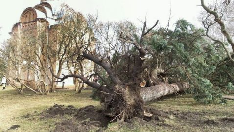 В Чернигове ураган вырывал с корнями деревья