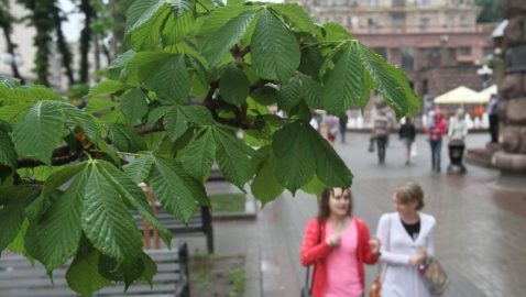 С Крещатика исчезнут каштаны