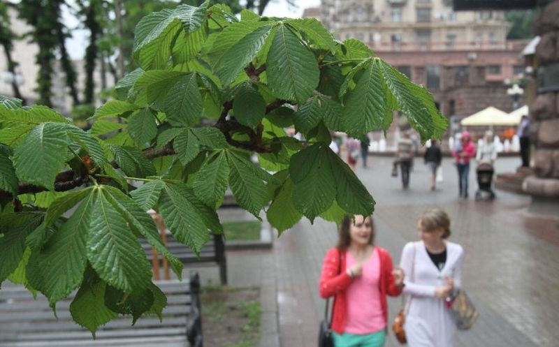 С Крещатика исчезнут каштаны