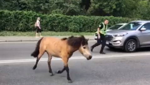 В Киеве полицейский пытался поймать пони у дороги (видео)