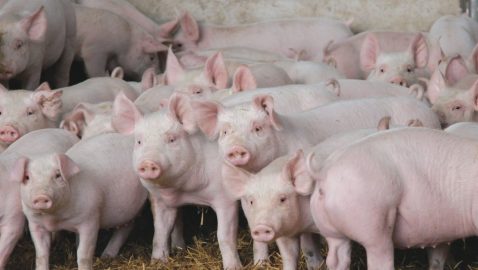 На Львовщине из-за АЧС уничтожили 70 тысяч свиней