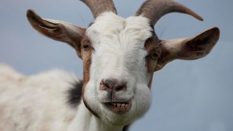 На Днепропетровщине провели конкурс красоты среди коз