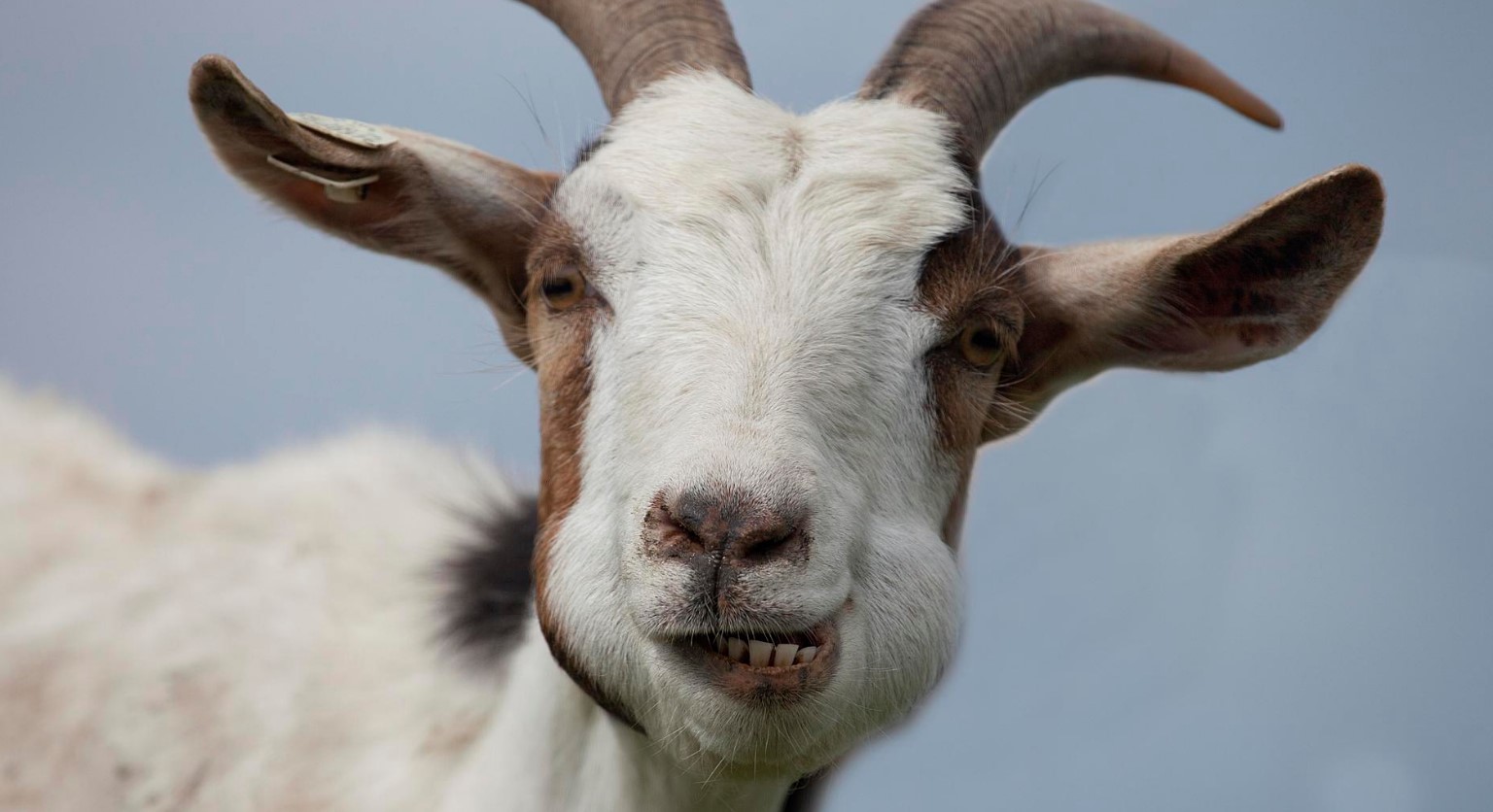 На Днепропетровщине провели конкурс красоты среди коз