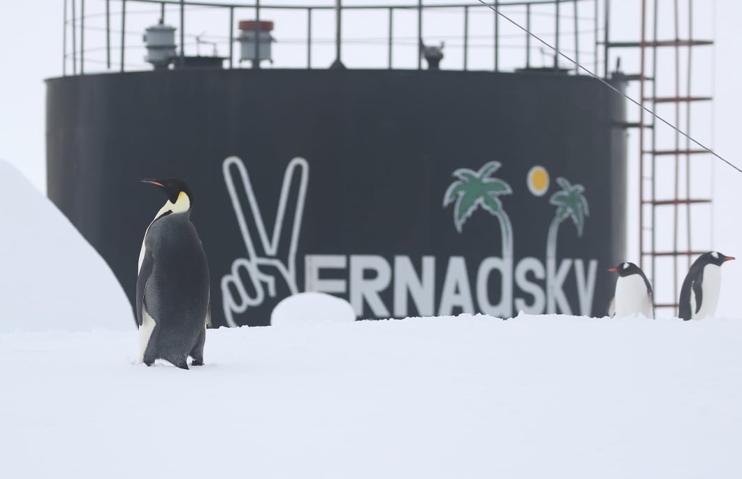 К украинским полярникам в Антарктиде пришел императорский пингвин