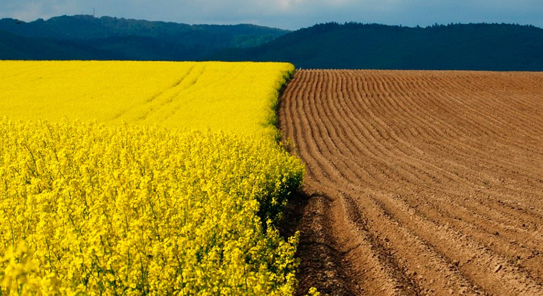 Социологи выяснили, как украинцы относятся к продаже земли