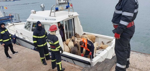 У берегов Румынии утонули более 14 тысяч овец