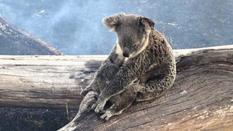 Количество погибших во время пожаров в Австралии животных превысило миллиард