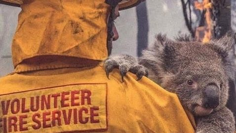 Из-за пожаров в Австралии погибли 24 человека и почти 500 млн животных — BBC