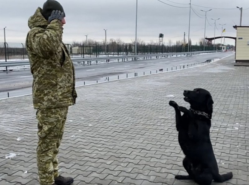 Пограничники научили собаку отвечать на лозунг «Слава Украине»