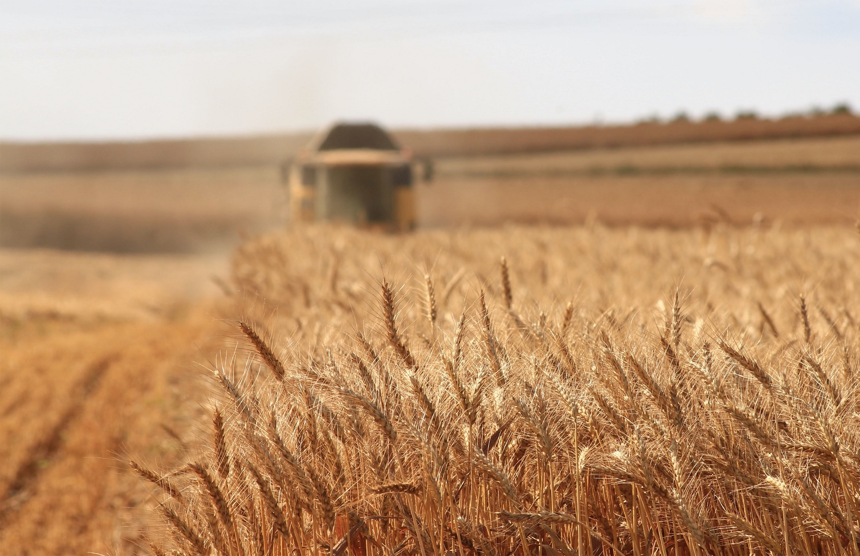 Саудовская Аравия впервые купила украинскую пшеницу