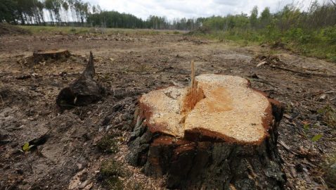 В Украине более массовая вырубка лесов была только после войны — WWF