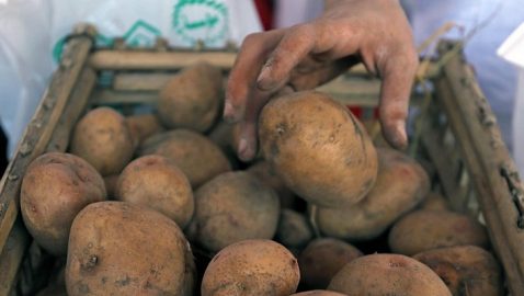 Нидерланды вместо утилизации продали промышленный картофель Украине