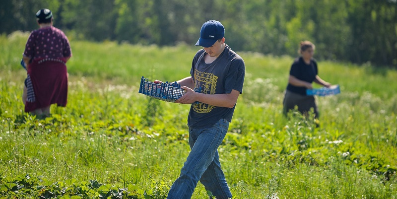 Финские фермеры рассчитывают на 15 тыс. украинских заробитчан – Пристайко