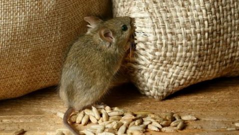 «Мыши» должны ответить по закону: полиция завела уголовное дело по недостаче зерна в Госрезерве
