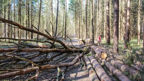 Шмыгаль заявил, что в Украине посадили больше лесов, чем вырубили