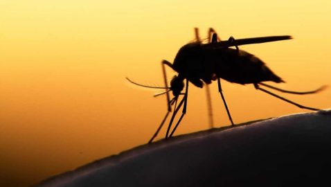 Во Львове обнаружили случай тропической малярии