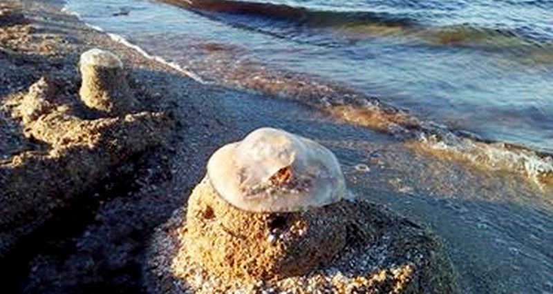В Азовском море нашествие медуз, отдыхающие вытаскивают их сетями — видео