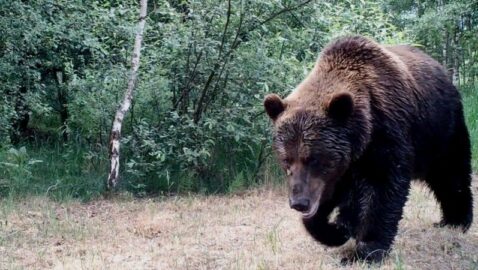 В Чернобыле впервые за 100 лет заметили медведя