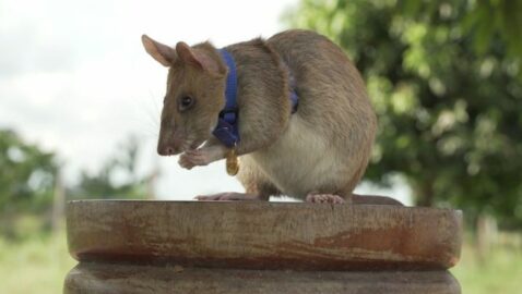 Крыса получила высшую награду Великобритании за 7 лет обезвреживания мин в Камбодже