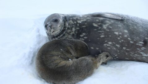 На станции «Академик Вернадский» в Антарктиде родился тюлень
