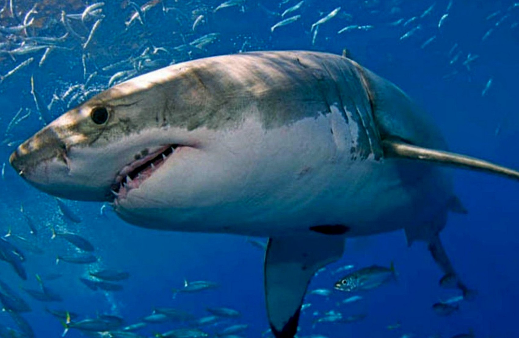 В МИД сообщили о состоянии украинцев, на которых напала акула в Египте