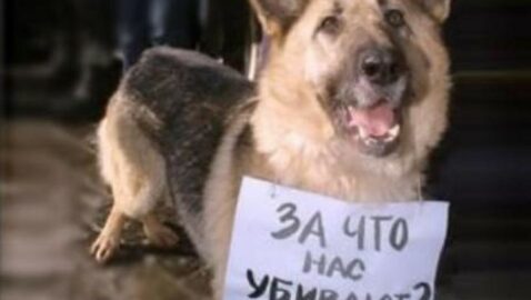 В Киеве неизвестные зарезали собак на мясо — видео (18+)