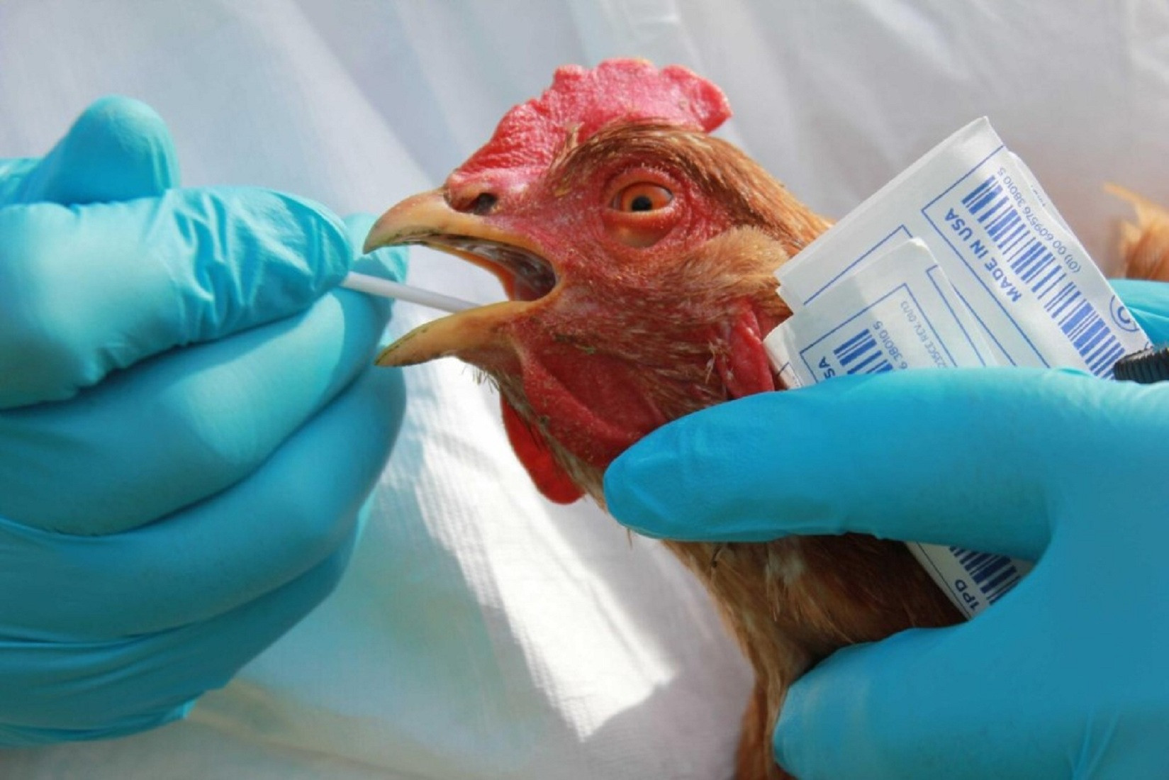 На Николаевщине обнаружили очаг птичьего гриппа