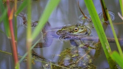 Во Франции лягушек по решению суда выселяют из пруда за громкое кваканье