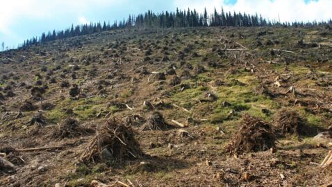 Заборона на експорт деревини з України визнана незаконною — Єврокомісія