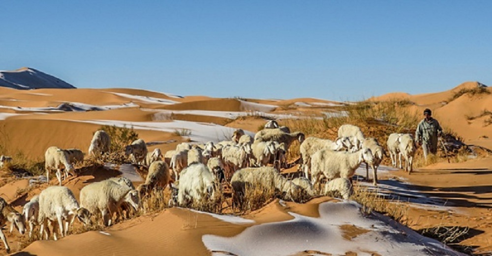 овцы в Сахаре