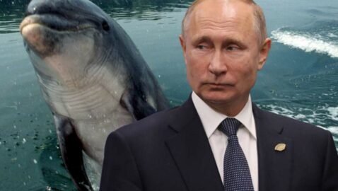 Россиян и Путина заподозрили в причастности к исчезновению знаменитого дельфина в Ирландии