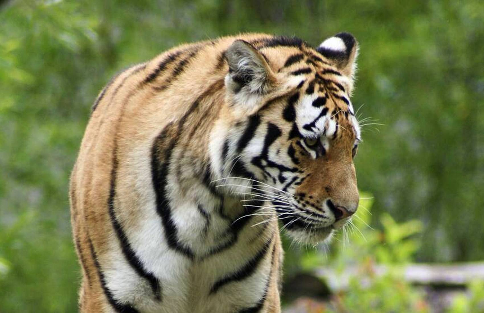 В шведском зоопарке усыпили тигрицу, заболевшую COVID-19