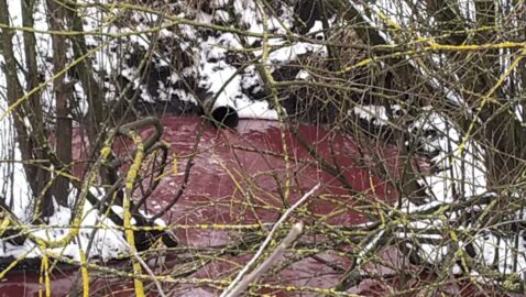 Багровые реки: на Прикарпатье скотобойня сливала кровь в водоём (видео)