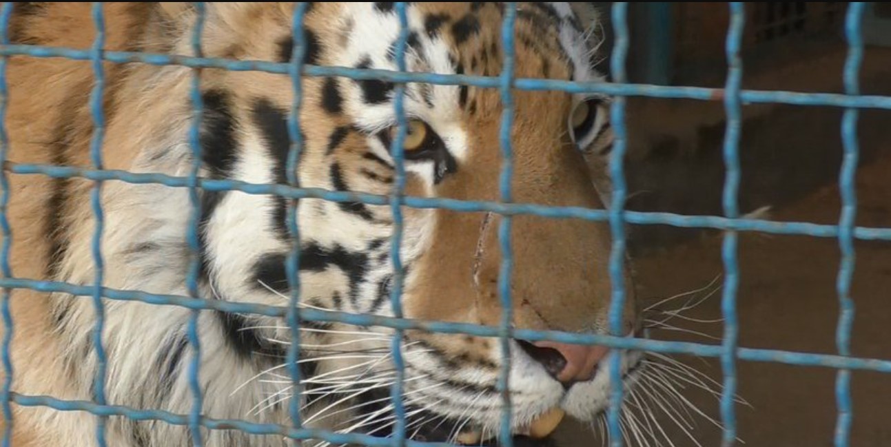 На Черниговщине тигр загрыз работника зоопарка