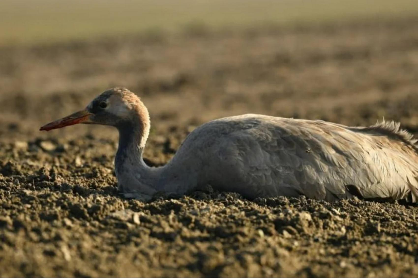 В Херсонской области продолжают гибнуть краснокнижные птицы